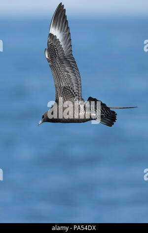 Pomarine Skua (Stercorarius pomarinus) Foto Stock