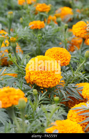 Tagetes erecta. Tagete F1 Garland arancione. Foto Stock