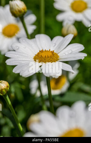 In primo piano di fiori di camomilla coperti da gocce d'acqua Foto Stock