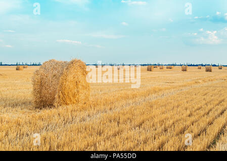 Round le balle di paglia in raccolti di campo e cielo blu con nuvole in sunset Foto Stock