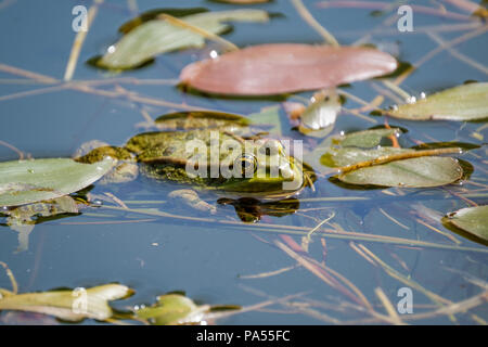 Rana di appoggio in una chiara acqua dolce pond. Rane in una bella chiara acqua dolce pond in Svizzera Foto Stock