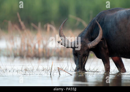 Bufalo d'acqua (Bubalus bubalis) - Mangiare in acqua - Un racconto Noi - Thailandia Buffle d'eau Foto Stock