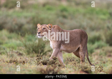 Leonessa (Panthera leo) stalking, Kgalagadi Parco transfrontaliero, Sud Africa Foto Stock