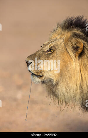 Lion (Panthera leo) maschio dribbling, Kgalagadi Parco transfrontaliero, Sud Africa Foto Stock