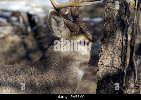 Cerf mulet - Mule Deer - Odocoileus hemionus Foto Stock