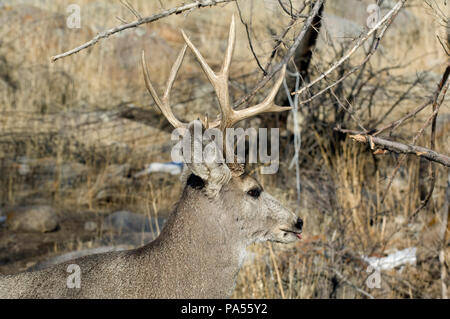 Cerf mulet - Mule Deer - Odocoileus hemionus Foto Stock