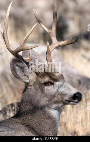 Cerf mulet - Mule Deer - Odocoileus hemionus Foto Stock