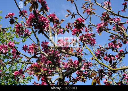 Semi-doppio di fiori rossi di una fruttificazione crab apple Aldenhamensis (Purpurea) all inizio di maggio in un giardino vicino a Caernarfon, Wales, Regno Unito. Foto Stock
