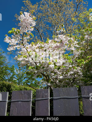 Doppia bianca fiori di un giapponese fioritura cherry Prunus 'Shogetsu' Arrossendo sposa e parte di un moderno heather blu ardesia recinto nel Galles del Nord, Regno Unito. Foto Stock