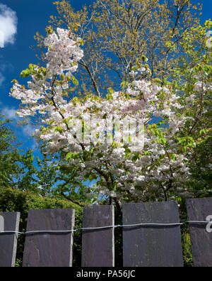 Doppia bianca fiori di un giapponese fioritura cherry Prunus 'Shogetsu' Arrossendo sposa e parte di un moderno heather blu ardesia recinto nel Galles del Nord, Regno Unito. Foto Stock