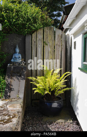 Un Buckler Fern (Dryopteris atrata) in un blu scuro pot & un blu pallido Buddha seduto aggiungere interesse ad un angolo ottuso in un giardino vicino a Caernarfon, Wales, Regno Unito Foto Stock