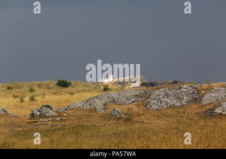 Fidra faro sull isola di Fidra visualizzato sull'erba dune coperte Scozia Luglio 2018 Foto Stock