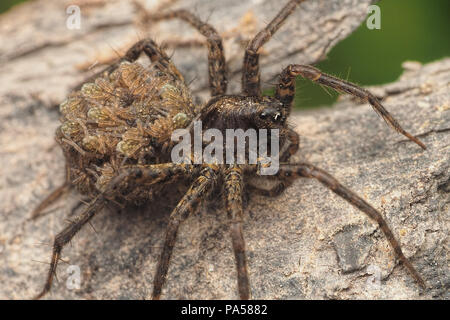 Lupo Ragno con spiderlings sulla sua schiena. Tipperary, Irlanda Foto Stock