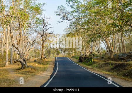 NH - 181 strada attraverso Bandipur National Park da qualche parte nei pressi del Karnataka - Tamil Nadu confine in India. Foto Stock