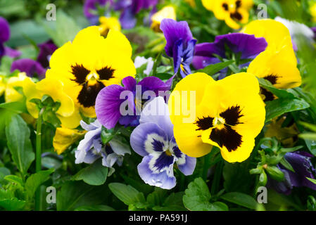 Pansies assortiti (Viola tricolore var. hortensis) fiori crescono in un britannico Giardino interno Foto Stock