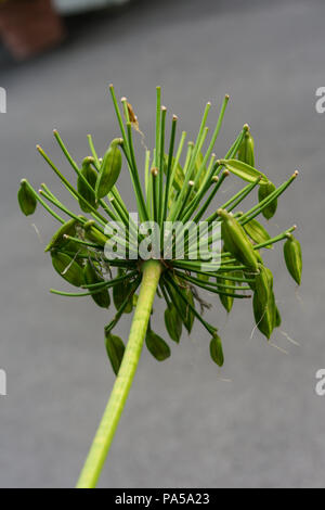 Foglie di agapanthus praecox amore fiore dal sud africa vegetali a foglia macro close up Foto Stock