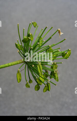 Foglie di agapanthus praecox amore fiore dal sud africa vegetali a foglia macro close up Foto Stock