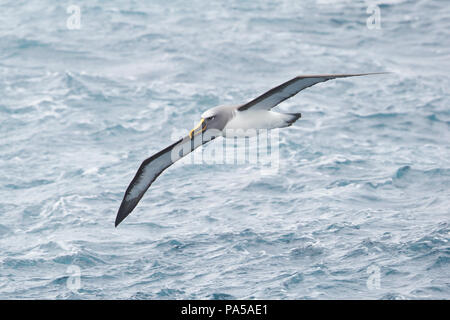 Buller's albatross (Thalassarche bulleri), Nuova Zelanda Foto Stock