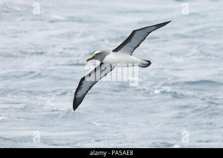 Buller's albatross (Thalassarche bulleri), Nuova Zelanda Foto Stock