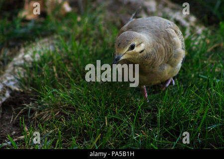 Lutto colomba camminare sull'erba verso di te Foto Stock