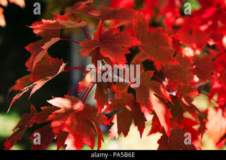 Rosso brillante foglie di acero cambiando colore in autunno. Foto Stock