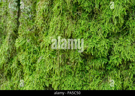 Il vecchio tronco di quercia ricoperti di moss Foto Stock