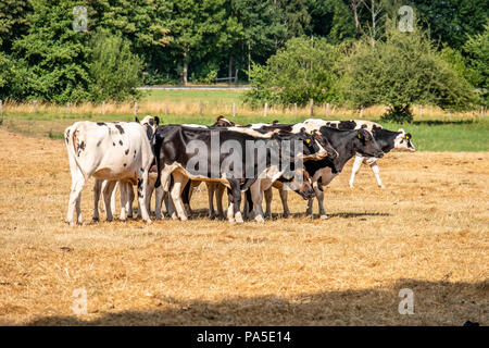 Vacca del nero-e-bianco permanente di razza nel campo di erba secca. Foto Stock