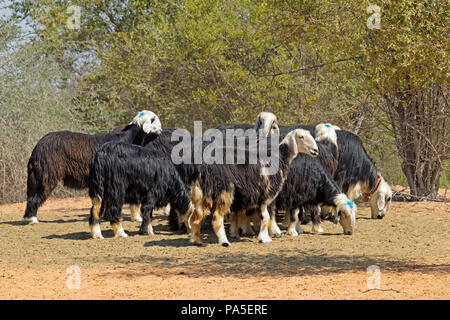 Arabian Nadji - ovini domestici razza del Najd regione della penisola arabica Foto Stock