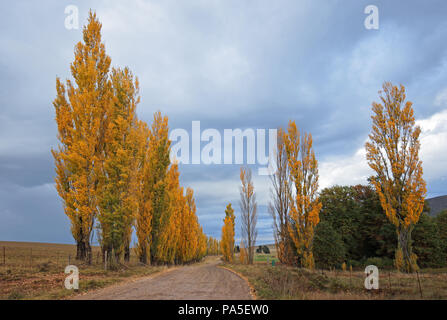 Strada rurale e colorata del pioppo in autunno (caduta), Sud Africa Foto Stock