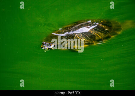 Una tartaruga di nuotare in un laghetto verde di acqua Foto Stock