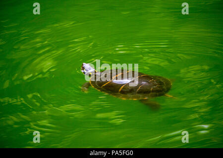 Una tartaruga di nuotare in un laghetto verde di acqua Foto Stock