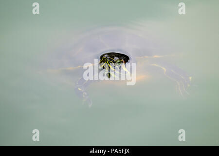 Una tartaruga di nuotare in un laghetto verde di acqua Foto Stock