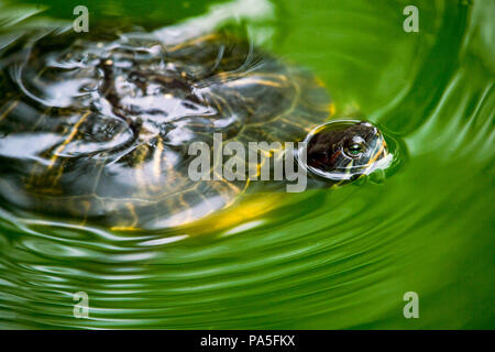 Una tartaruga di nuotare in un laghetto verde di acqua Foto Stock