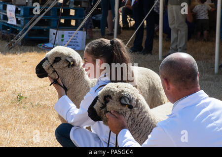 Tendring Essex REGNO UNITO - 14 Luglio 2018: giovane ragazza che esibisce Pedigree pecore a spettacolo agricolo Foto Stock