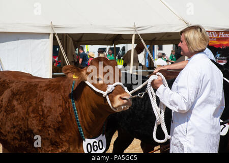 Tendring Essex REGNO UNITO - 14 Luglio 2018: Donna che esibisce Pedigree Brown vacca a agricutlural visualizza Foto Stock