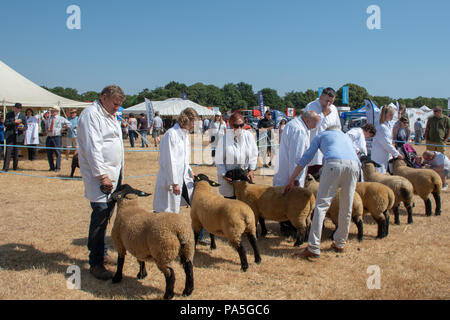 Tendring Essex REGNO UNITO - 14 Luglio 2018: Linea di Pedigree pecore essendo esposto alla mostra dell'agricoltura Foto Stock