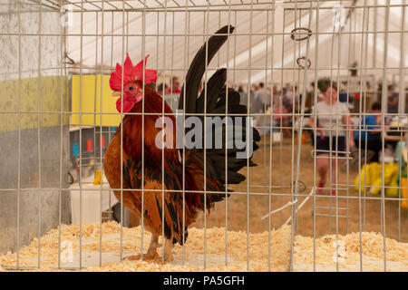 Tendring Essex REGNO UNITO - 14 Luglio 2018: Pollo in gabbia a spettacolo agricolo Foto Stock