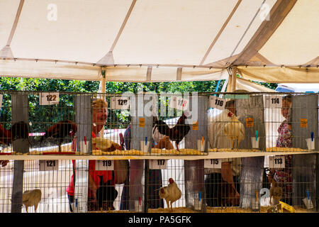 Tendring Essex REGNO UNITO - 14 Luglio 2018: filari di galline in gabbie a spettacolo agricolo Foto Stock