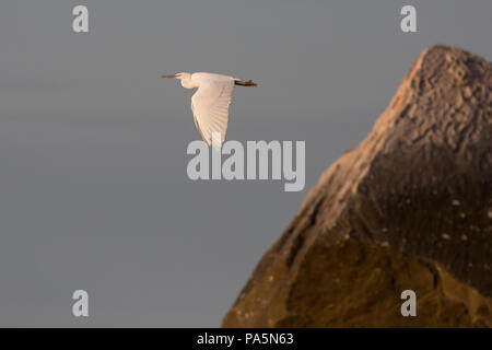 Pacific Reef Heron (Egretta sacra) Foto Stock