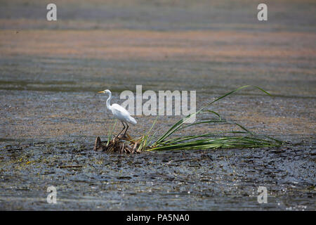 Pacific Reef Heron (Egretta sacra) Foto Stock