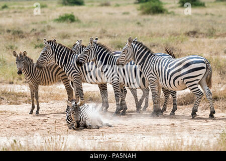 Mandria pianure zebre (Equus quagga) nella polvere della sabbia, Amboseli National Park, Kenya Foto Stock