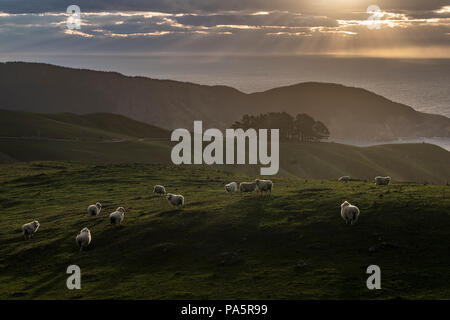Pecore al pascolo in atmosfera serale, regione di Marlborough, Marlborough Sounds, Picton, Isola del Sud, Nuova Zelanda Foto Stock