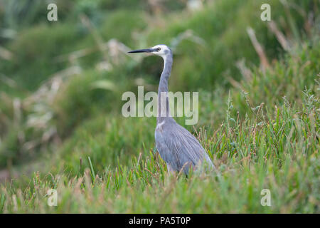Di fronte bianco-Heron (Egretta novaehollandiae), Muriwai Beach, Isola del nord, Nuova Zelanda Foto Stock