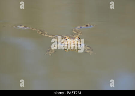 Rana Verde (Rana esculenta) nuota nell'acqua, Hesse, Germania Foto Stock