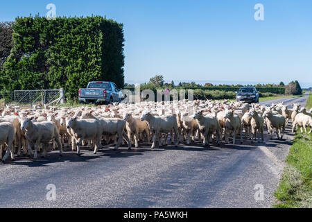 Allevamento di pecore sulla strada, regione di Canterbury, Isola del Sud, Nuova Zelanda Foto Stock
