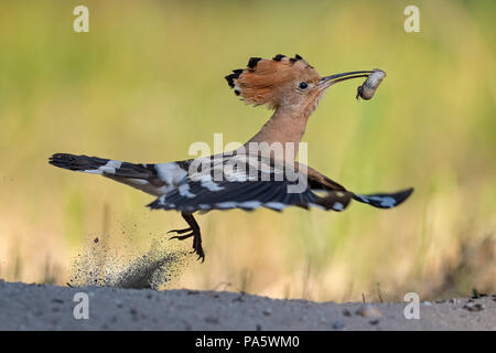 Upupa (Upupa epops), femmina con beetle larva come preda in volo, Riserva della Biosfera dell'Elba centrale, Sassonia-Anhalt, Germania Foto Stock