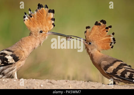 Upupa (Upupa epops), maschio mani un dono nuziale alla femmina, Riserva della Biosfera dell'Elba centrale, Sassonia-Anhalt, Germania Foto Stock