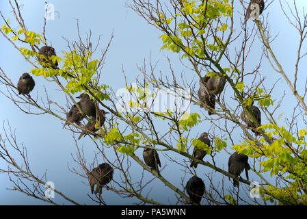 Appena fledged storni raccolte sui rami di alberi Foto Stock