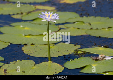Giglio di acqua e fiore, Kimberley, Australia Foto Stock