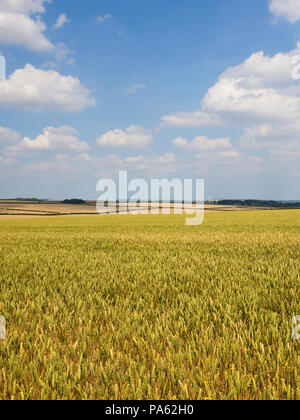 Verde oro maturazione i campi di grano con turbine eoliche e il cloud ombra vicino Tibthorpe sotto un cielo blu nel Yorkshire Wolds in estate Foto Stock